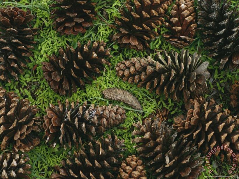 Raymond Gehman Open Pine Cones Littering Ther Ground Art Painting