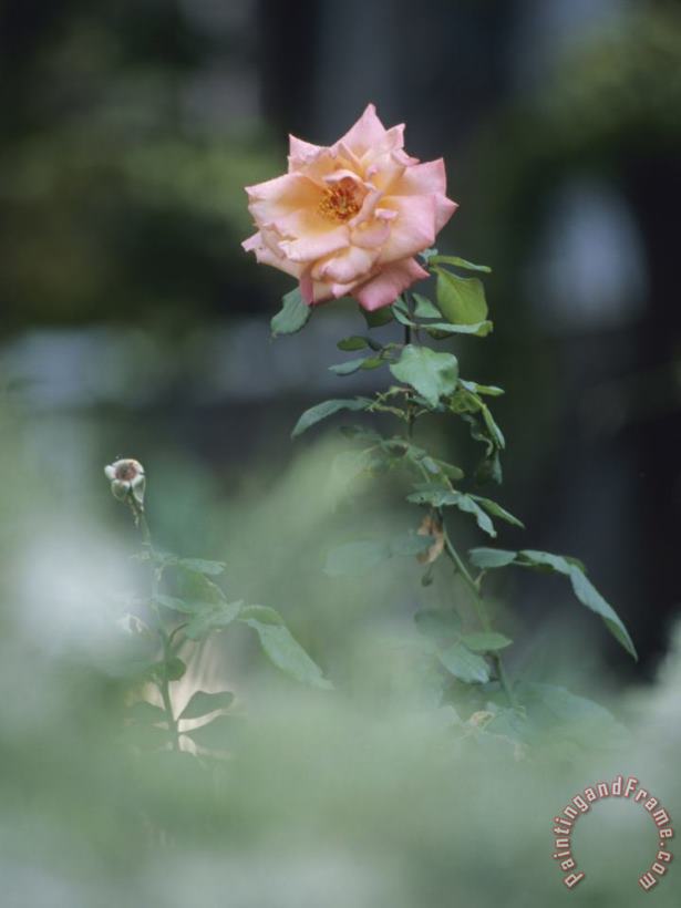 Raymond Gehman Peach Colored Rose Blossoms in a Garden Art Print