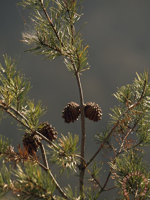 Raymond Gehman Pine Cones at The Top of a Small Pine Tree Art Painting
