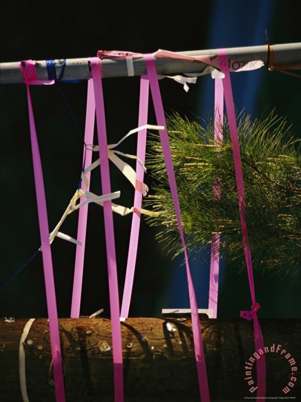 Raymond Gehman Pine Seedling Between Two Stakes Held Together with Pink Ties Art Painting