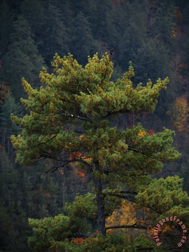 Raymond Gehman Pine Tree with Backdrop of a Forest Covered Mountain Art Painting
