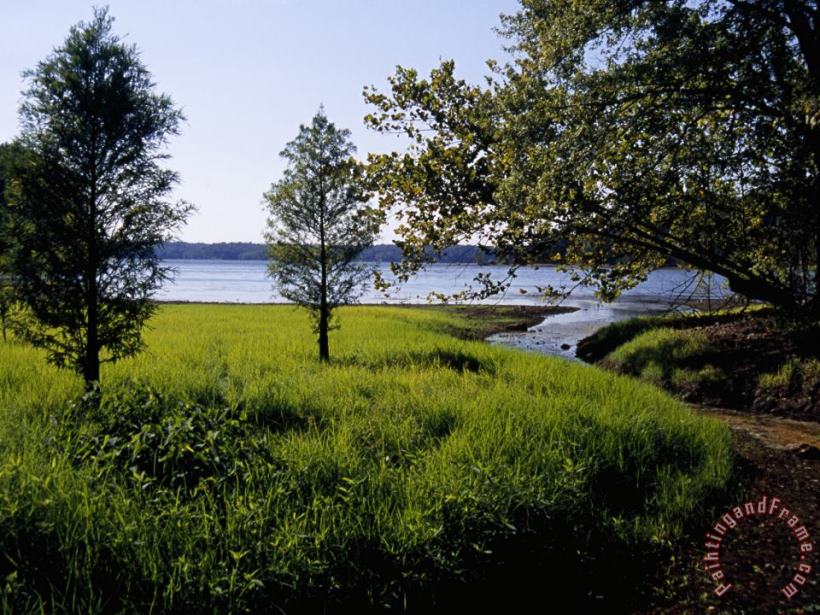 Raymond Gehman Pond Cypress Trees Growing Along The Shore of Kentucky Lake Art Painting