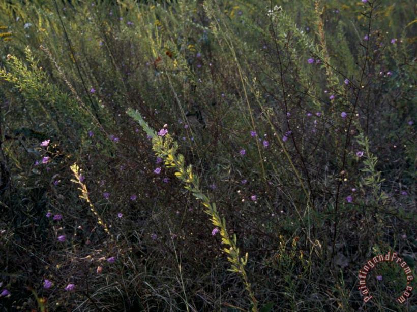 Prairie Grass Meadow with Wildflowers painting - Raymond Gehman Prairie Grass Meadow with Wildflowers Art Print