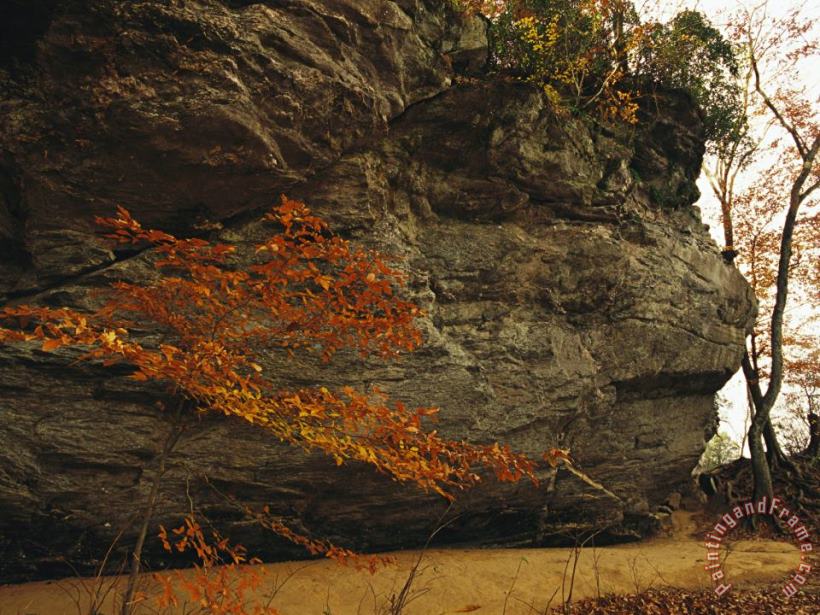 Raymond Gehman Raven Rock Trail And Autumn Colored Beech Tree Art Print