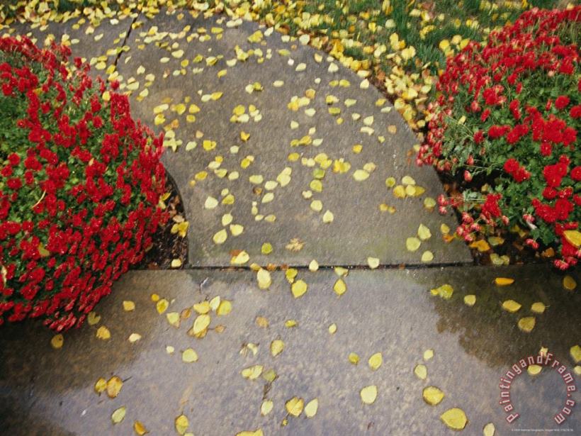 Raymond Gehman Red Chrysanthemums Border a Sidewalk Sprinkled with Birch Leaves Art Painting