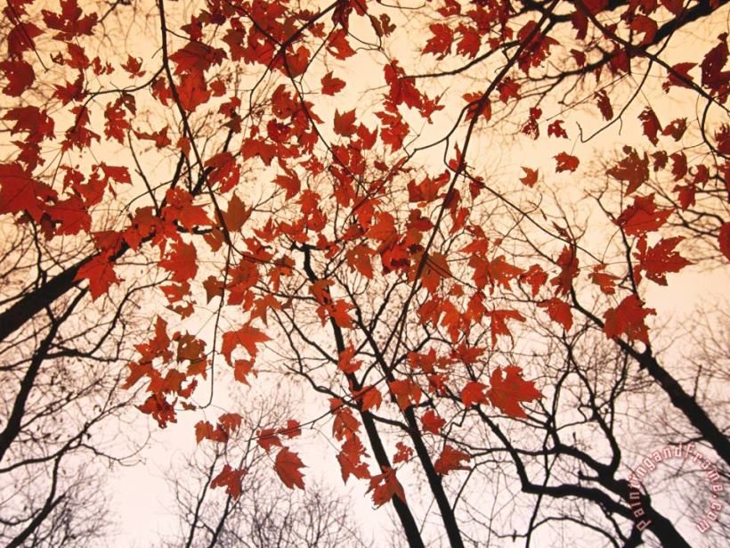 Raymond Gehman Red Maple And Autumn Sky Art Painting