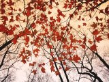 Red Maple And Autumn Sky by Raymond Gehman