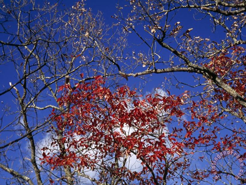 Red Maple Leaves And Blue Sky Atop Meadow Creek Lookout painting - Raymond Gehman Red Maple Leaves And Blue Sky Atop Meadow Creek Lookout Art Print