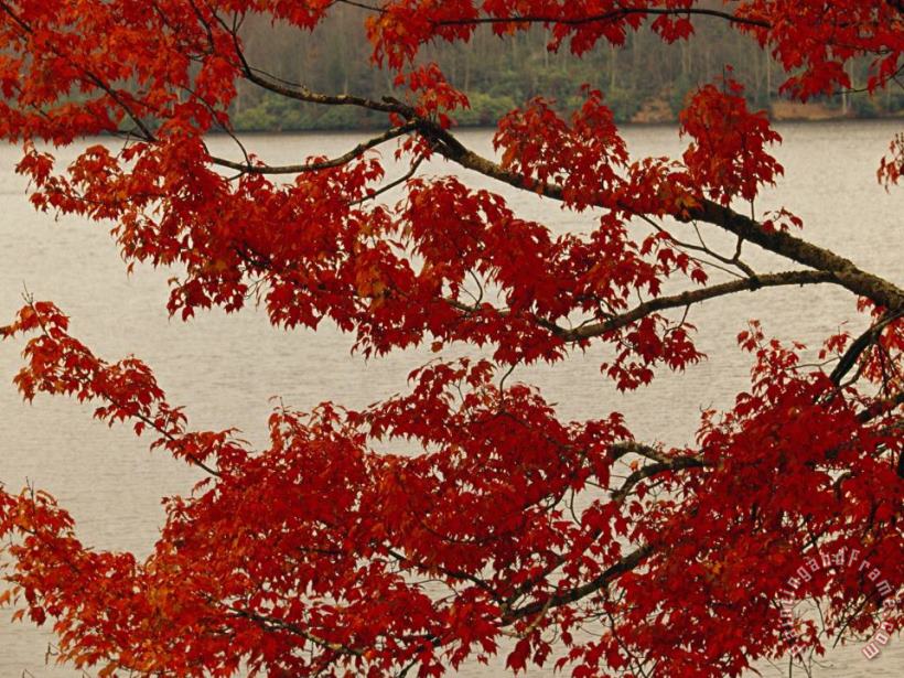 Red Maple Tree Branches with Backdrop of Price Lake painting - Raymond Gehman Red Maple Tree Branches with Backdrop of Price Lake Art Print