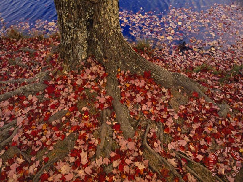 Raymond Gehman Red Maple Tree Leaves Litter The Ground at The Base of The Tree Art Painting