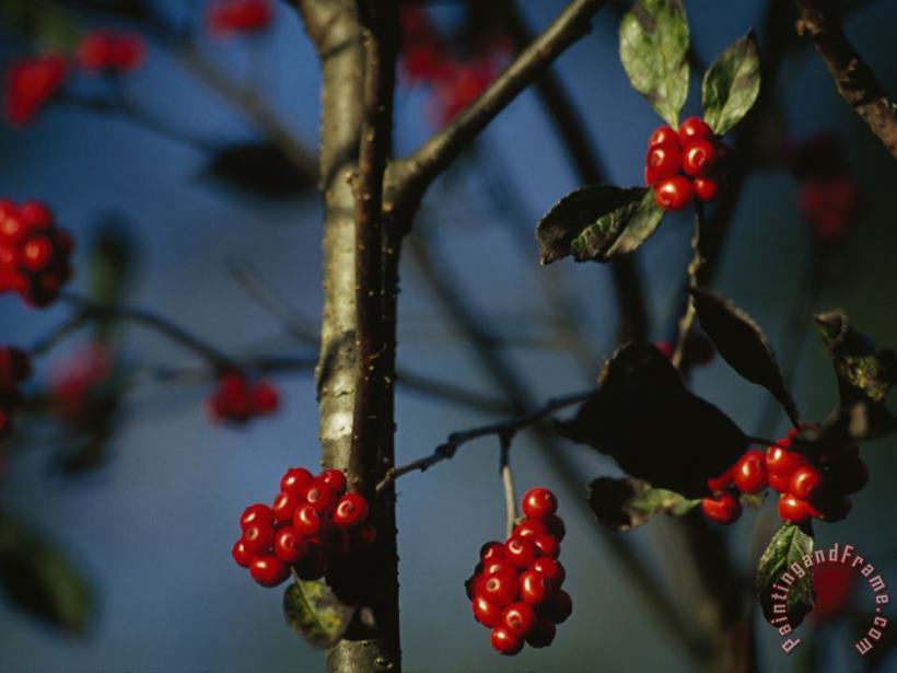 Raymond Gehman Red Serviceberries in Clusters on Twigs Art Print