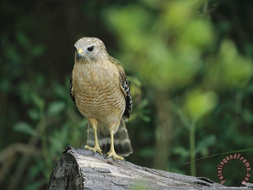 Raymond Gehman Red Shouldered Hawk Perched on a Fallen Log Art Painting