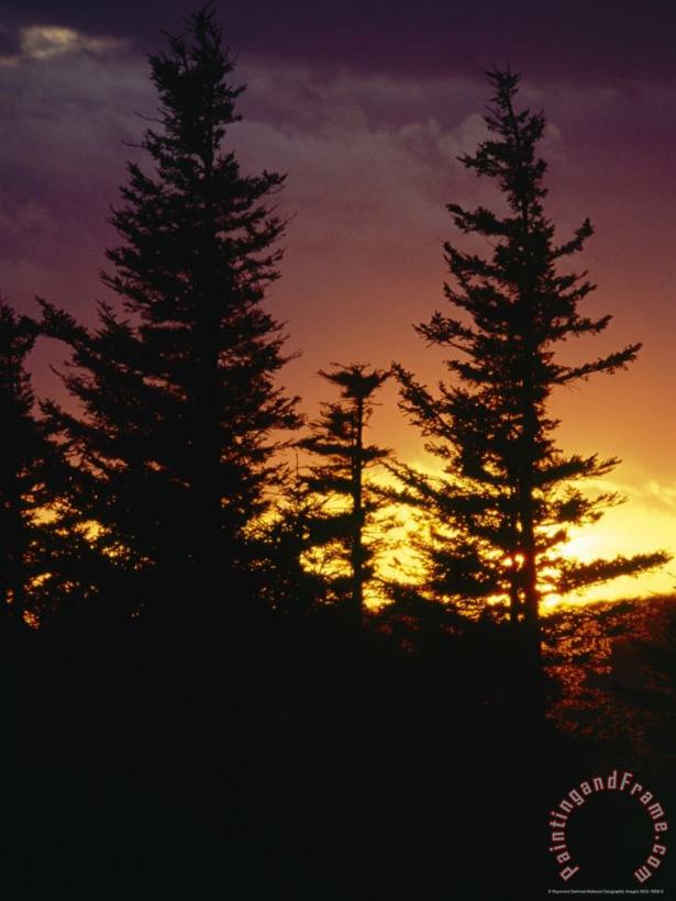 Raymond Gehman Red Spruce Trees Silhouetted at Sunset Art Painting