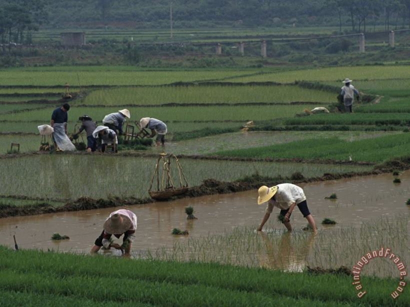 Rice Farmers in Paddies Guangxi China painting - Raymond Gehman Rice Farmers in Paddies Guangxi China Art Print