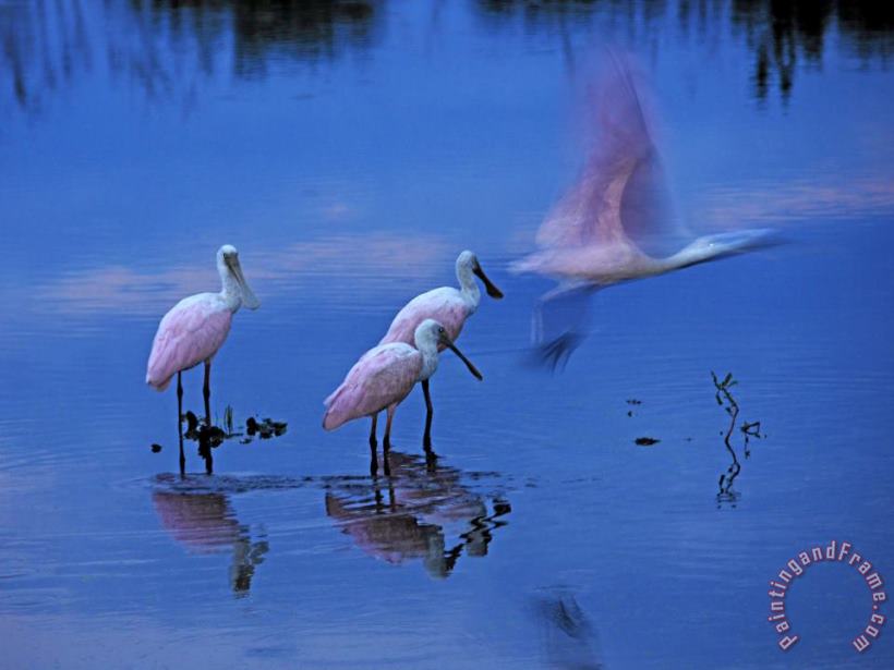 Raymond Gehman Roseate Spoonbills Line Up to Take Flight From Twilight Waters Art Painting