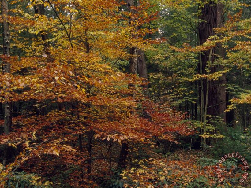 Scenic Woodland View of Beech Trees in Autum Hues And Hemlocks painting - Raymond Gehman Scenic Woodland View of Beech Trees in Autum Hues And Hemlocks Art Print
