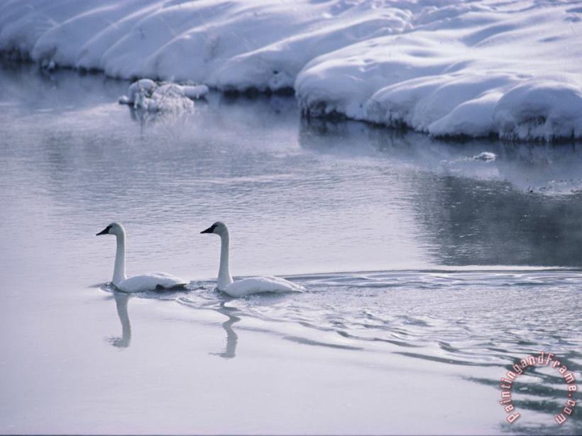 Serene Adult Trumpeter Swans Sail The Snow Banked Madison River painting - Raymond Gehman Serene Adult Trumpeter Swans Sail The Snow Banked Madison River Art Print