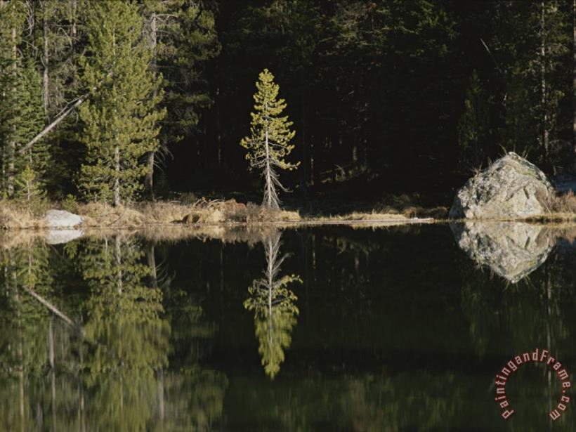 Raymond Gehman Shoreline Trees And Rock Reflected on The Surface of String Lake Art Print