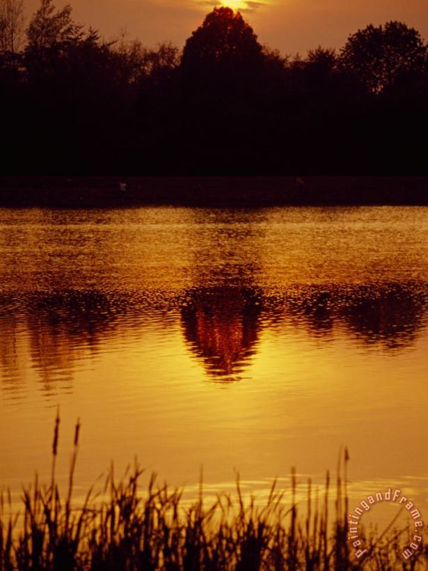 Raymond Gehman Silhouetted Cattails And Trees And Reflections in Lake at Sunset Art Print