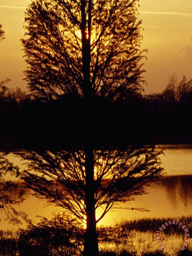 Raymond Gehman Silhouetted Cypress Tree at Sunset Art Print