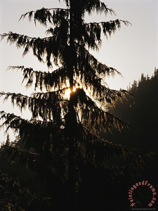 Silhouetted Fir Tree at Twilight painting - Raymond Gehman Silhouetted Fir Tree at Twilight Art Print