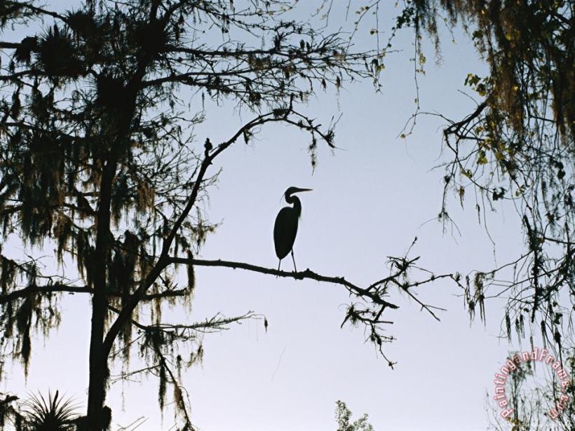Raymond Gehman Silhouetted Great Blue Heron in a Spanish Moss Draped Cypress Tree Art Painting