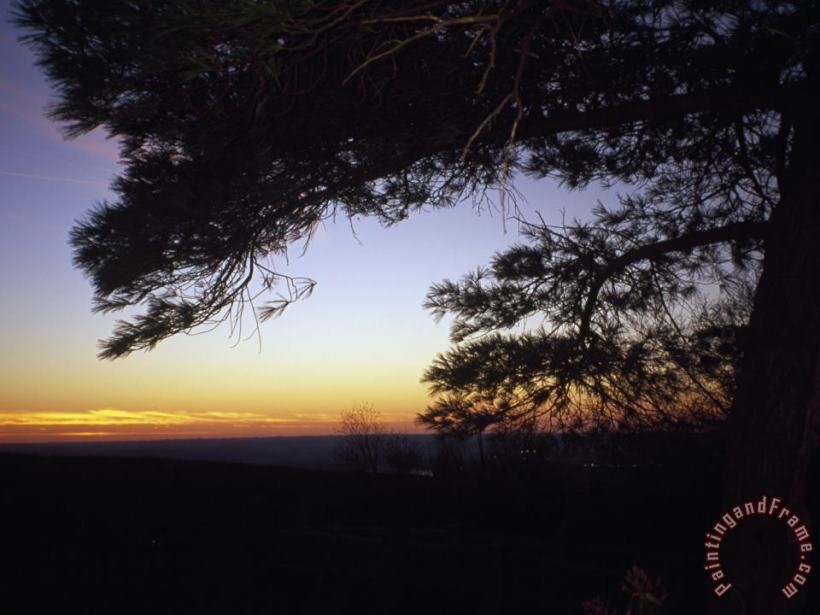 Silhouetted Pine Tree at Sunset painting - Raymond Gehman Silhouetted Pine Tree at Sunset Art Print