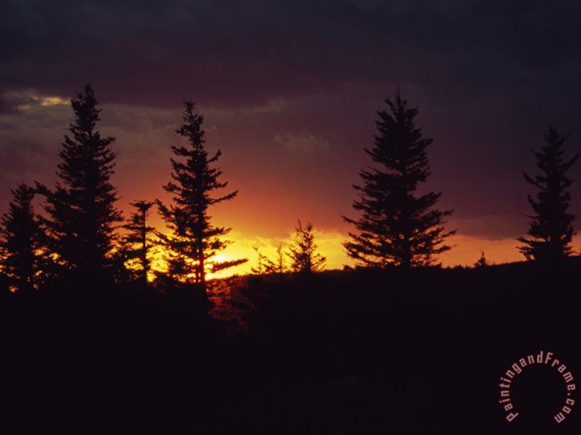 Silhouetted Spruce Trees at Sunset painting - Raymond Gehman Silhouetted Spruce Trees at Sunset Art Print