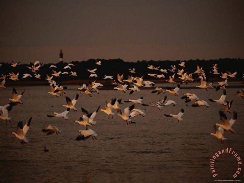 Snow Geese at Sunset on Swans Cove Pool with Assateague Lighthouse painting - Raymond Gehman Snow Geese at Sunset on Swans Cove Pool with Assateague Lighthouse Art Print