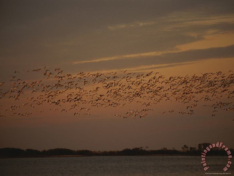 Raymond Gehman Snow Geese in Flight Over Swans Cove Pool at Sunset Art Painting