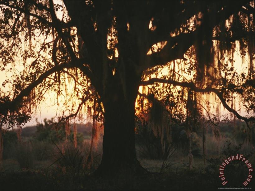 Raymond Gehman Spanish Moss Draped Silhouetted Oak Tree at Twilight Art Painting
