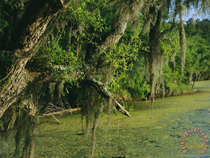 Raymond Gehman Spanish Moss Draped Tree Limbs Hanging Over Algae Covered Water Art Painting