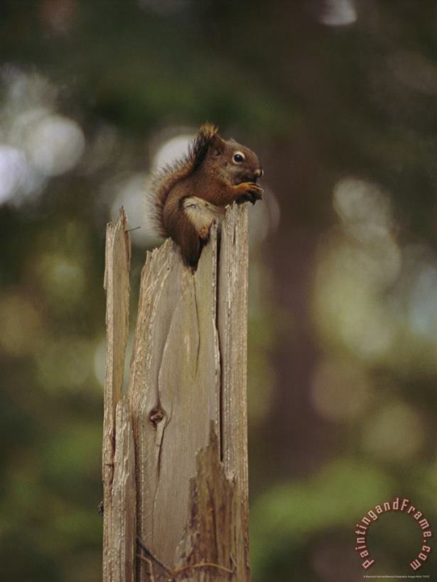 Squirrel Chews on a Nut Atop a Fence Post painting - Raymond Gehman Squirrel Chews on a Nut Atop a Fence Post Art Print