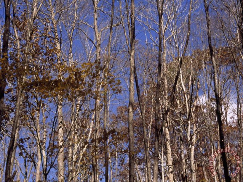 Raymond Gehman Stand of Partially Denuded Trees And Clear Blue Sky Art Print