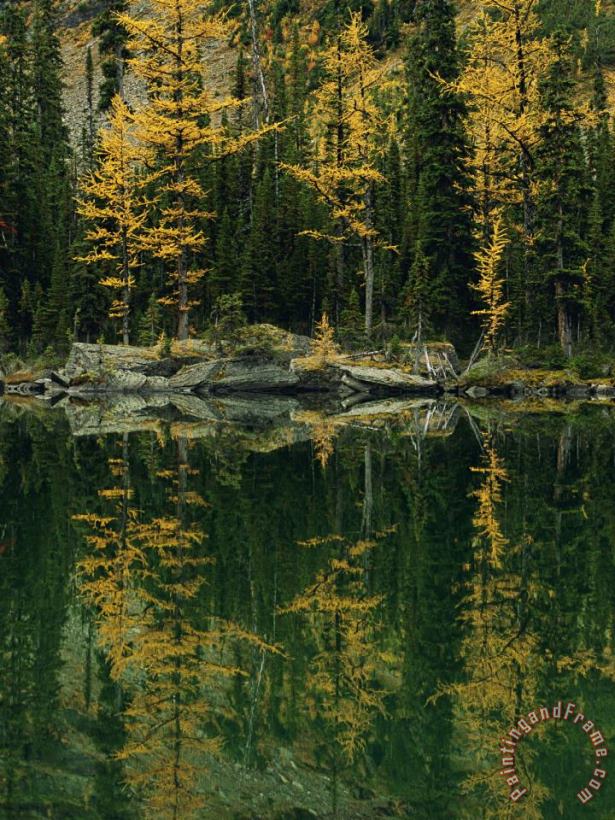 Subalpine Larches Displaying Fall Colors Are Reflected in Mary Lake painting - Raymond Gehman Subalpine Larches Displaying Fall Colors Are Reflected in Mary Lake Art Print