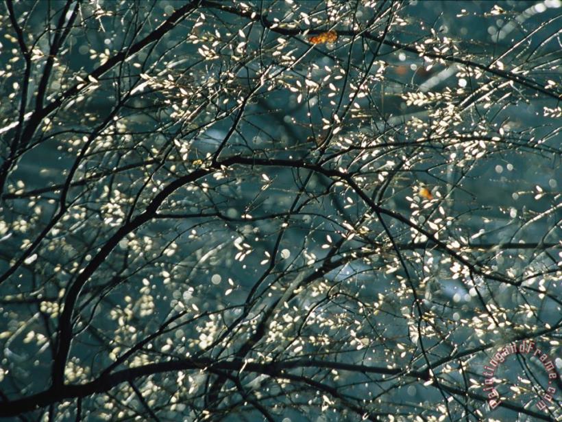 Raymond Gehman Sunlight Illuminates Tree Leaves Along Otter Lake Art Painting