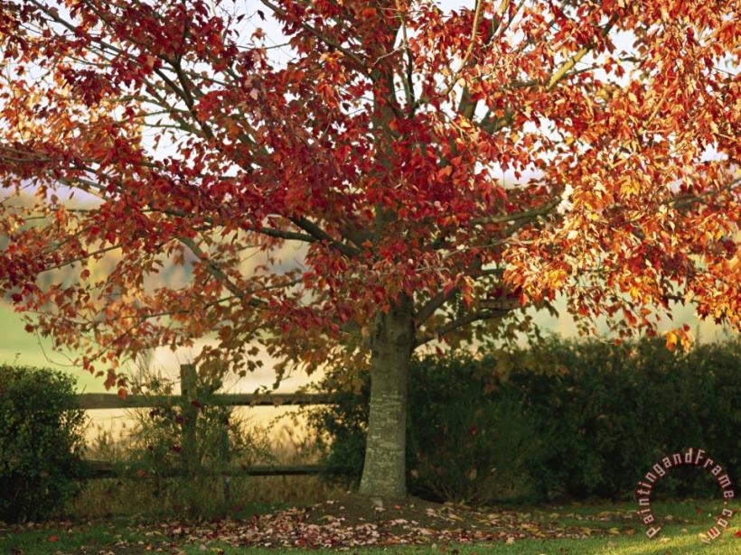 Sunlight on a Maple Tree in Fall Foliage painting - Raymond Gehman Sunlight on a Maple Tree in Fall Foliage Art Print