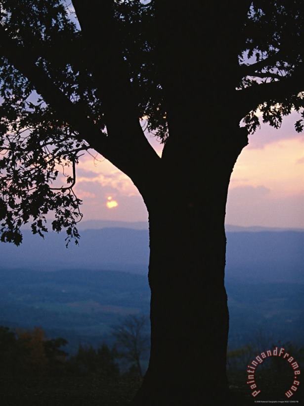 Raymond Gehman Sunset And Silhouetted Oak Over The Shenandoah Valley Dickeys Ridge Visitors Center Art Print