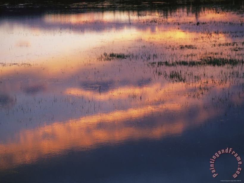 Raymond Gehman Sunset Lit Clouds Reflect on a Lake with Sedges at Twilight Art Print
