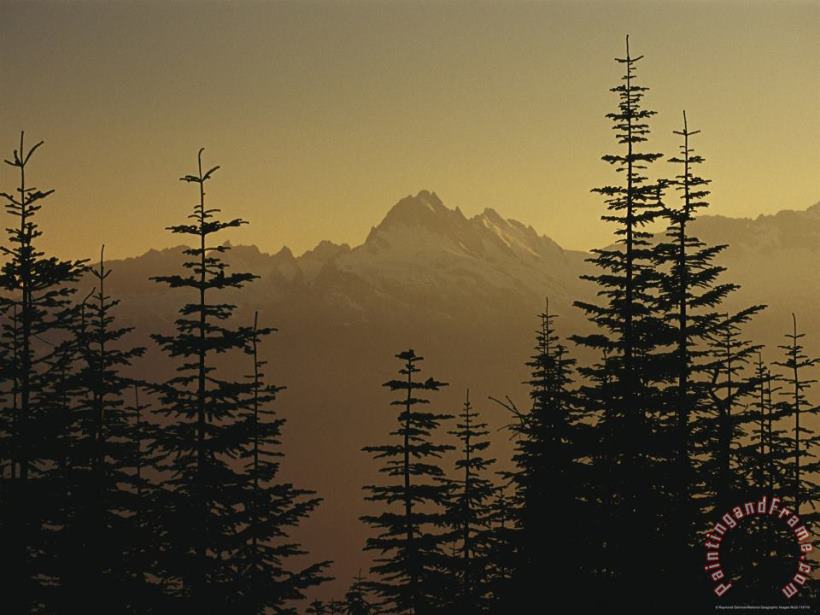 Tall Fir Trees Are Silhouetted Against a Snowy Mountain Range painting - Raymond Gehman Tall Fir Trees Are Silhouetted Against a Snowy Mountain Range Art Print