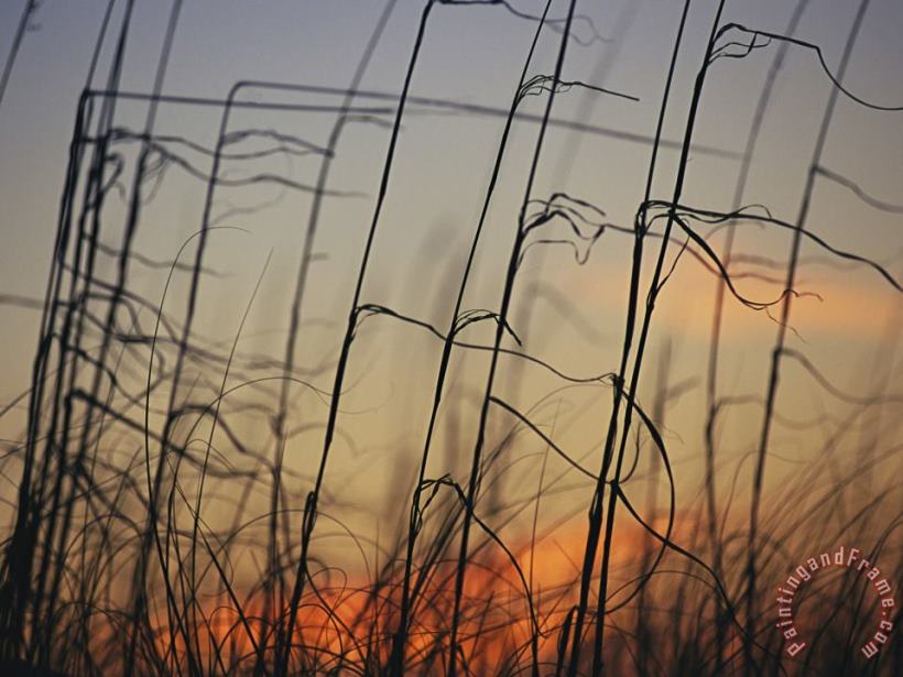 Tall Grasses Blowing in The Wind at Twilight painting - Raymond Gehman Tall Grasses Blowing in The Wind at Twilight Art Print