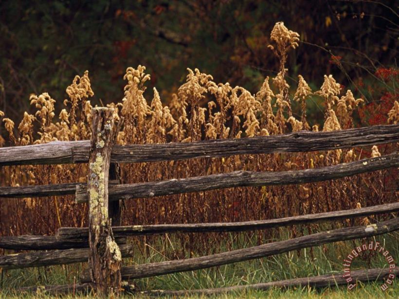 Raymond Gehman Tall Weeds in Autumn Brown Along a Split Rail Fence Art Painting