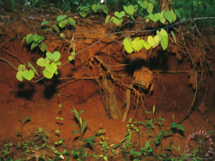 Raymond Gehman Tenacious Vine And Tree Roots Take Hold in Red Georgia Clay Art Painting