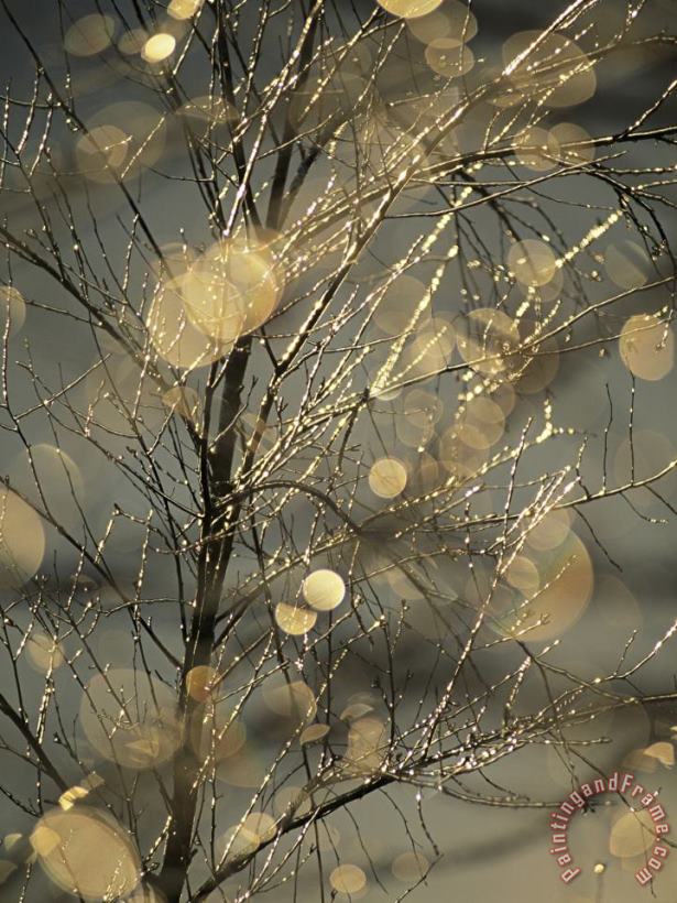 Raymond Gehman The Frozen Branches of a Small Birch Tree Sparkle in The Sunlight Waynesboro Pennsylvania Art Painting
