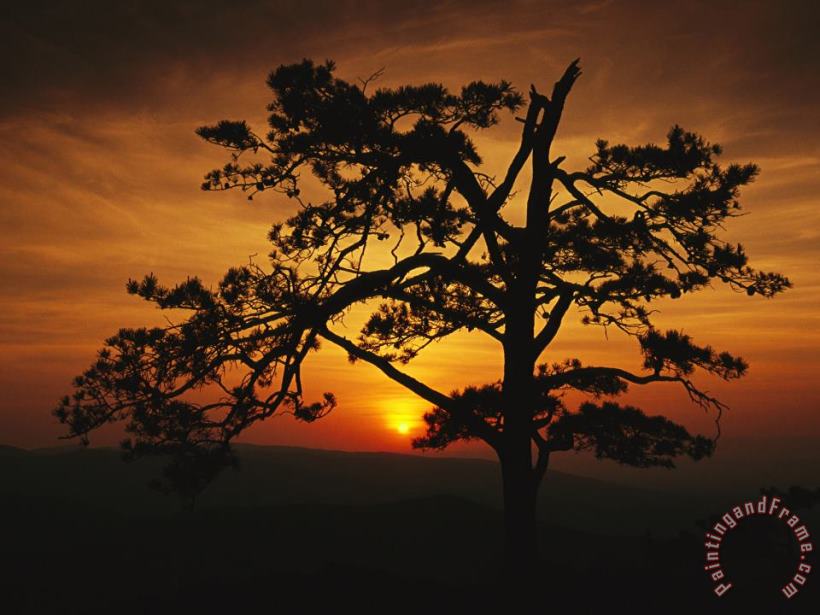 The Silhouette of a Pine Tree on Ravens Roost Overlook painting - Raymond Gehman The Silhouette of a Pine Tree on Ravens Roost Overlook Art Print