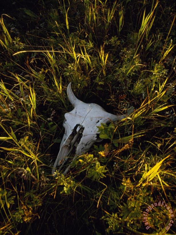 The Sun Glows on a Bleached Bison Skull Laying in The Grass painting - Raymond Gehman The Sun Glows on a Bleached Bison Skull Laying in The Grass Art Print
