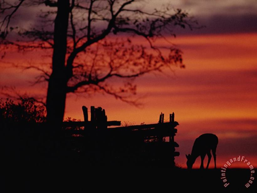 Raymond Gehman The Sunset Silhouettes a White Tailed Deer Near a Fence Art Print