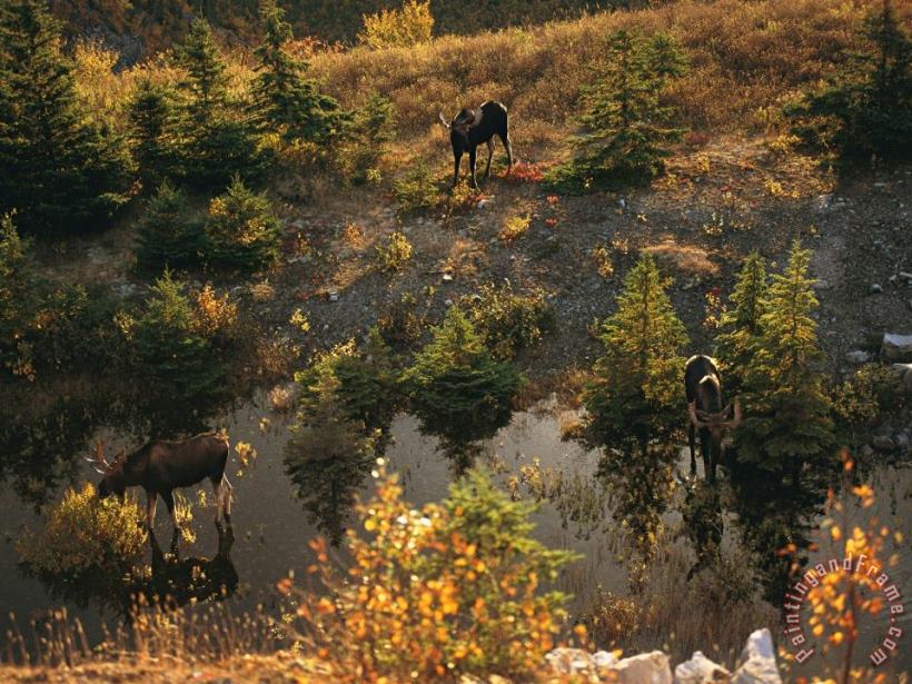 Three Bull Moose Alces Alces Feed Together in The Fall painting - Raymond Gehman Three Bull Moose Alces Alces Feed Together in The Fall Art Print