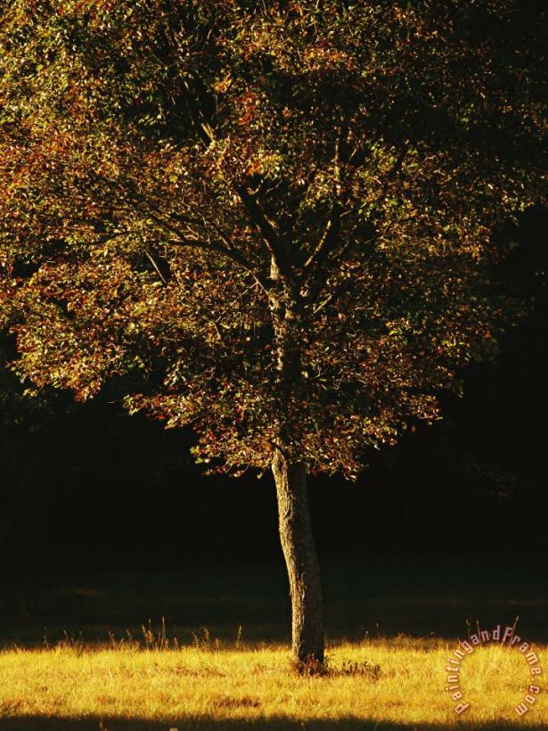 Raymond Gehman Tree Bathed in Sunlight in The Fall Art Print