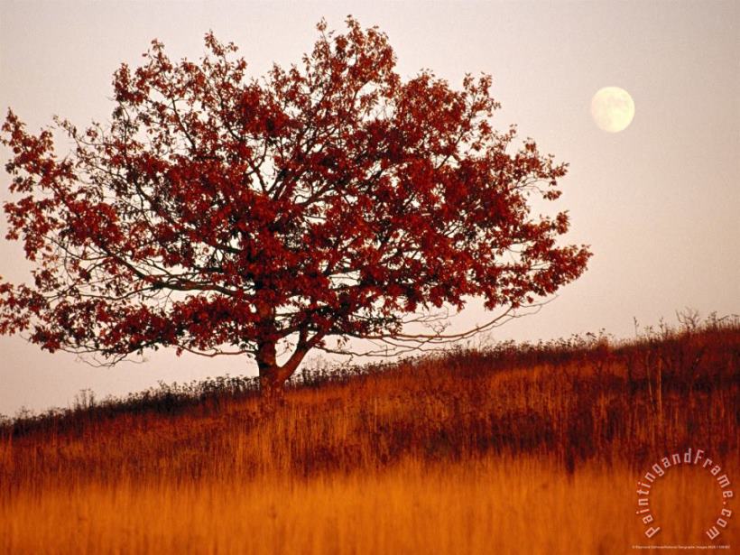 Raymond Gehman Tree in Autumn Foliage on a Grassy Hillside with Moon Rising Over All Art Print
